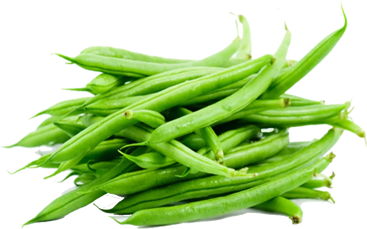 Premium Quality Food Grade  Green beans Wholesale  Bulk Style Storage Packing and Packaging ready for export