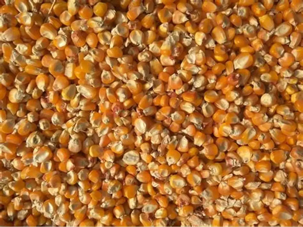 Animal feed  for wholesale price