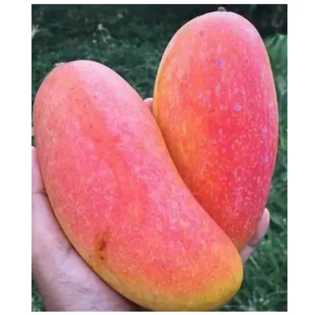 Thai fresh mangos 100% High Quality - Thailand origin premium grade (Mahachanok direct from farm)