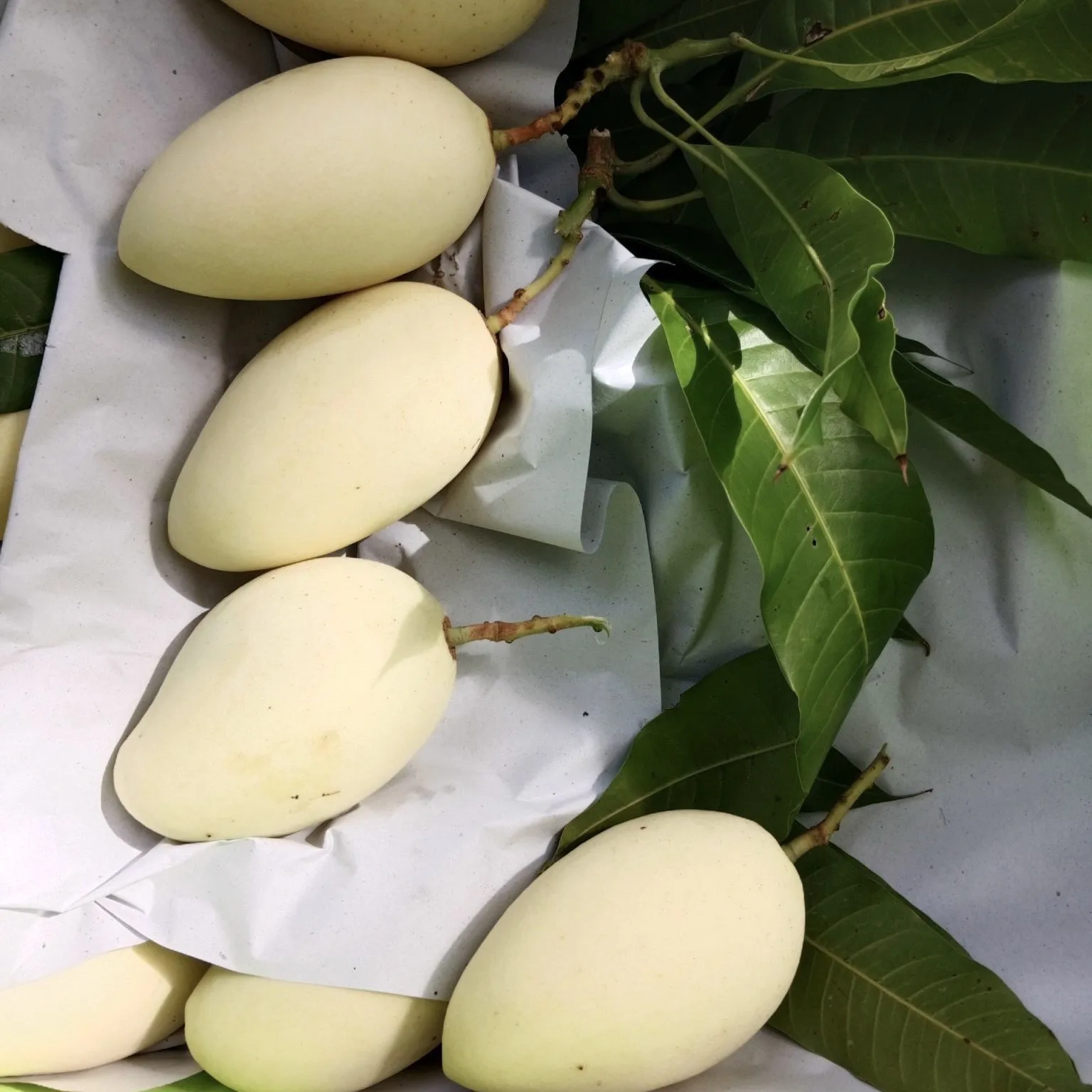 Vietnamese Cat Chu Mango Good For Healthy Fresh Export Purchase Carton Packaging Vietnam Trading