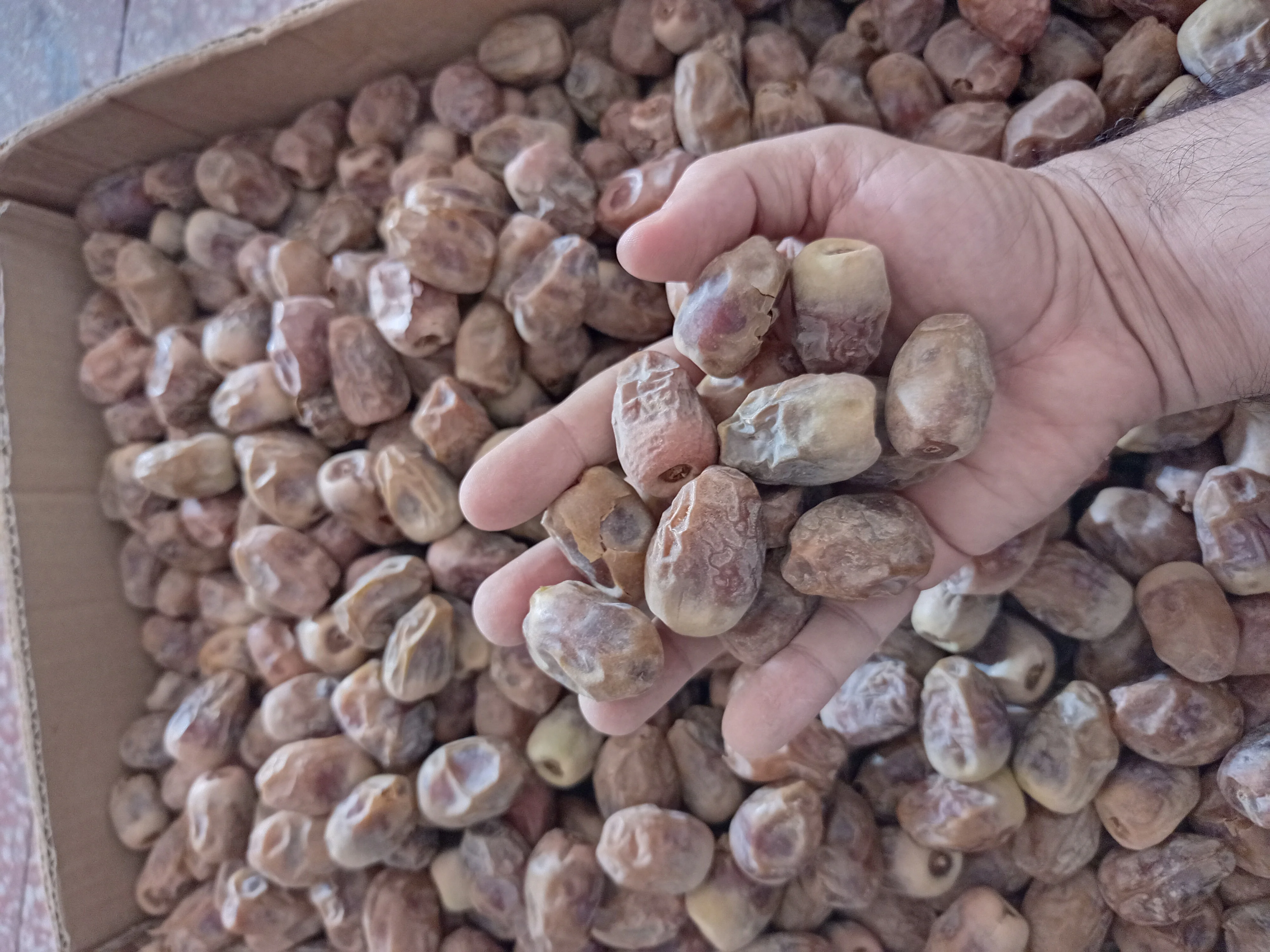 Sheshi Dates very cheap dates new harvest  2022 best quality ready for loading and shipping available customized packing