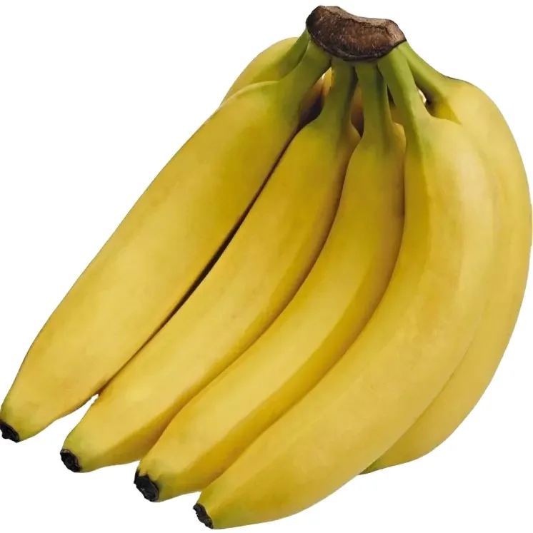 Indian fresh Yellow Banana from the Indian Suppliers and Manufacturing in a premium quality at best price