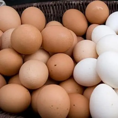 Best Quality Farm Fresh / Hatching Chicken Table Eggs Brown and White Shell Chicken Eggs for Sale