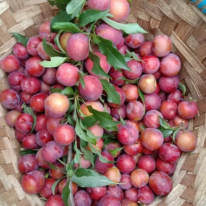High Quality Fresh Juicy Red Plums Tasty Delicious Sweet Premium Grade 100% Natural from Thailand Farm