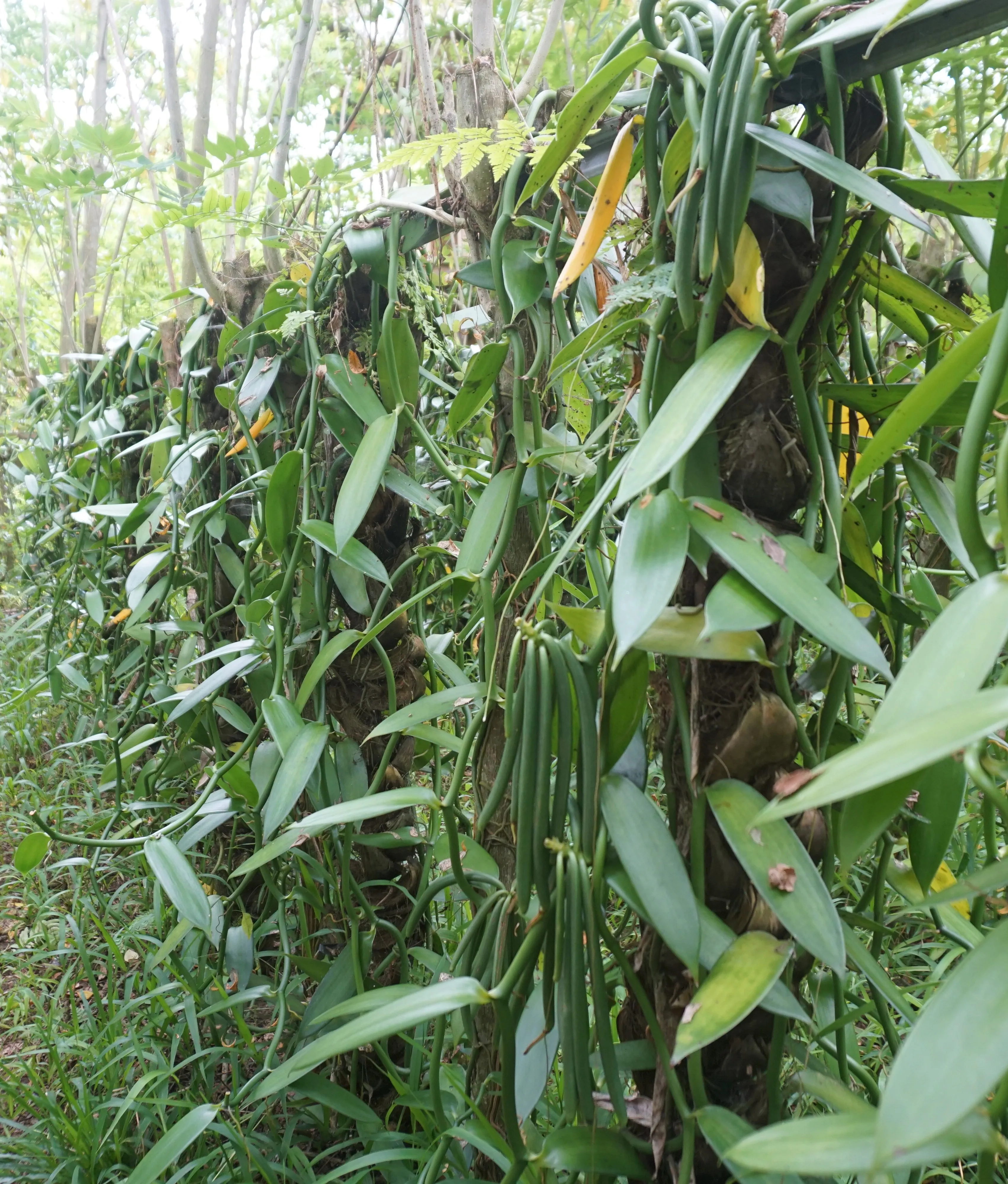 Vanilla Beans Grade Premium Gourmet Vacuum Packing Planifolia Origin Bali 20cm high vanilla contain moist
