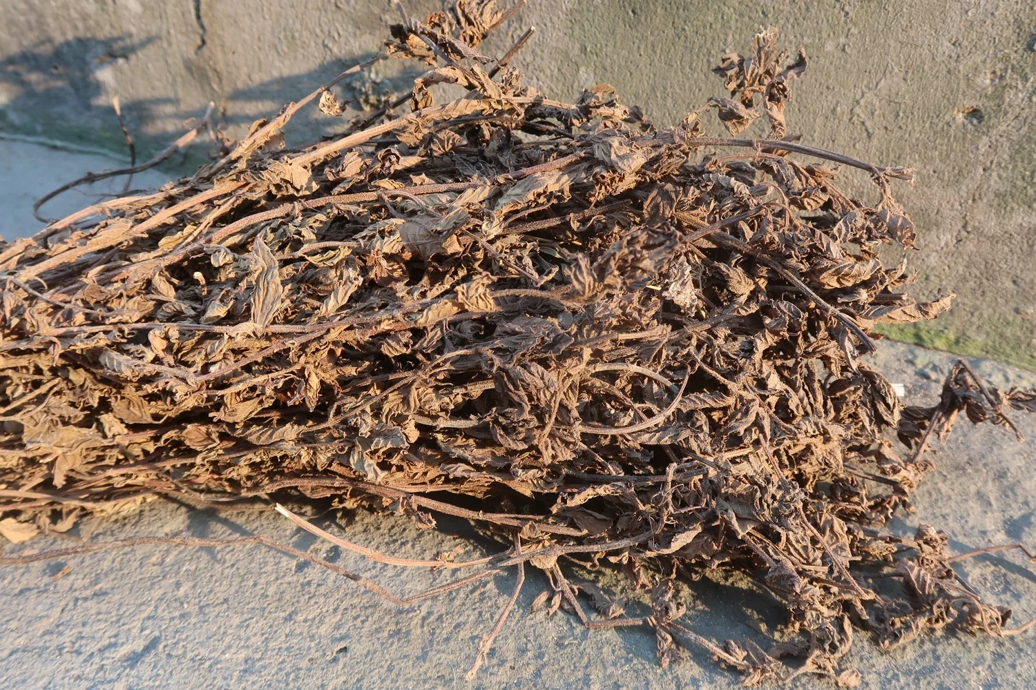 DRIED BLACK GRASS JELLY LEAVES - CONTAINER SHIPPING - WHOLESALER CHEAP PRICE