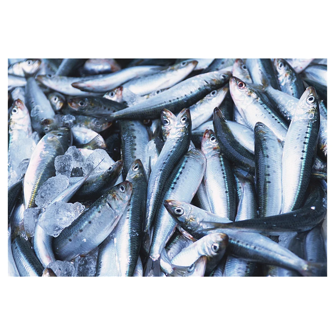 Sardine Wholesale Frozen Sardine for Canning Whole Round Price Frozen Sardine