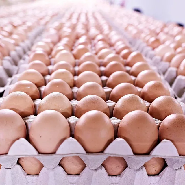 Bulk Sale Fresh Chicken Table Eggs & Fertilized Hatching Eggs