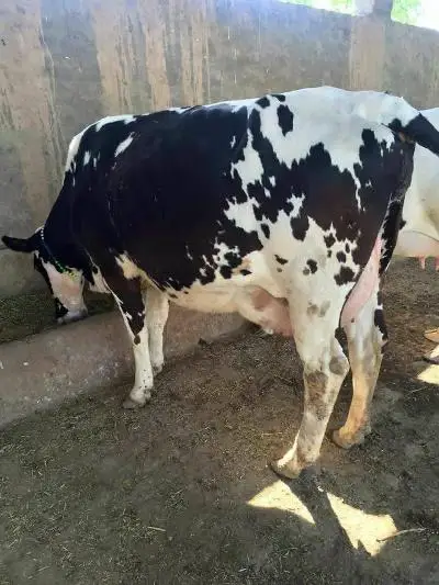 HOLSTEIN HEIFERS COWS. AND OTHER ANIMAL PRODUCTS FOR SALE