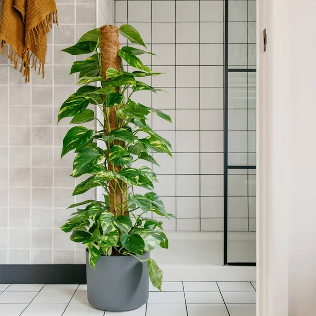 Заводская цена удобная для растений Monstera выращивание садовых кокосовой косовой Моховой столб от вьетнамского 2024