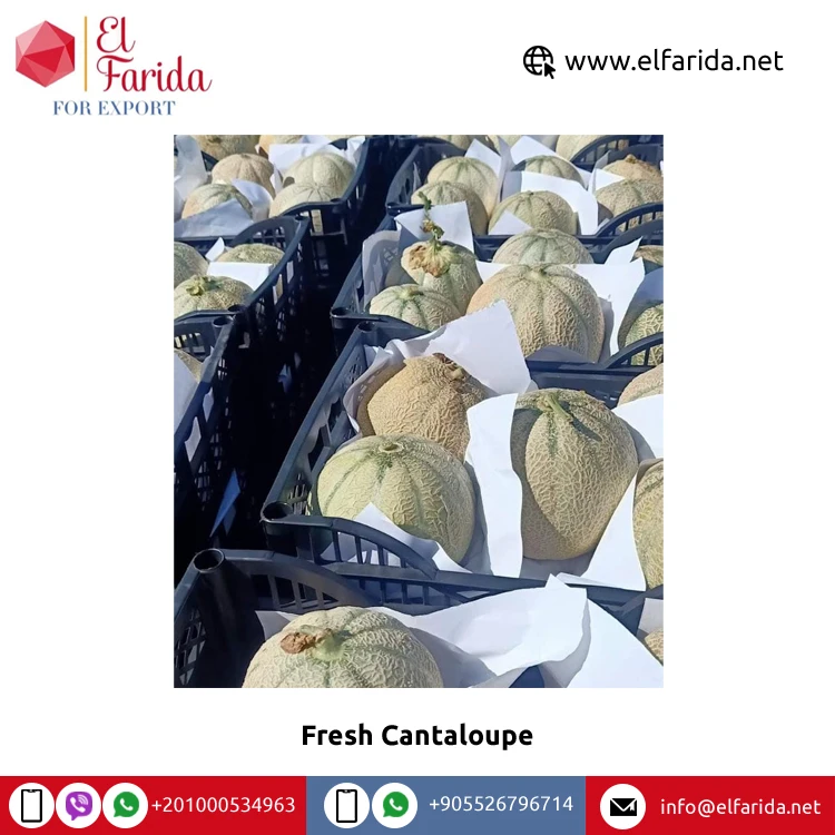 Factory Sale Best Selling Food Grade Organic Natural Sweet Wonderful Delicious Fresh Cantaloupe Tropical Fruits