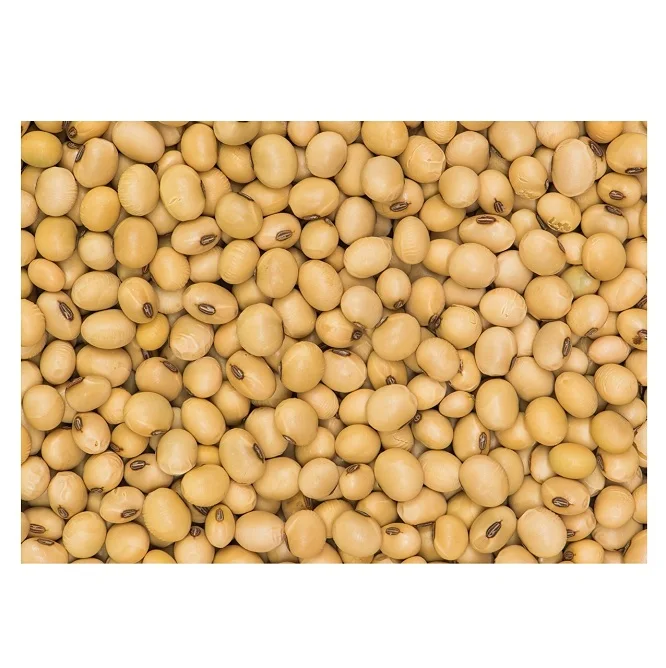 Wholesale Supplier Of Bulk Fresh Stock of Organic Canadian Soybean / Dried Soya Beans