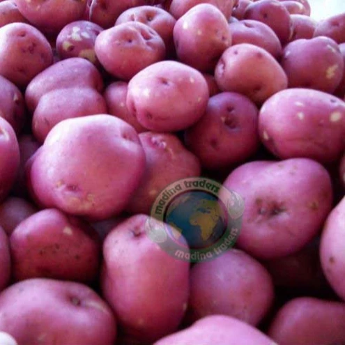 New 2022 Style Time GLOBAL Organic GAP Weight Origin Type Shandong Shape Potato Size Year Supply Product Fresh Place Model HACCP