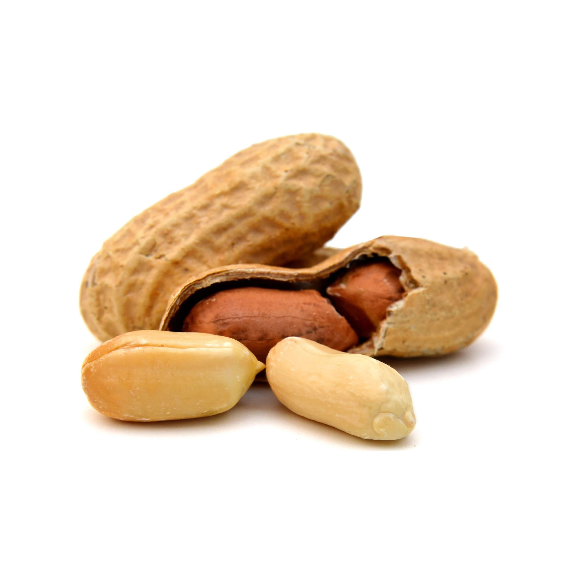 Buyers For Wholesale Jumbo Raw Peanuts High Quality Natural Bold Blanched Peanuts Kernels