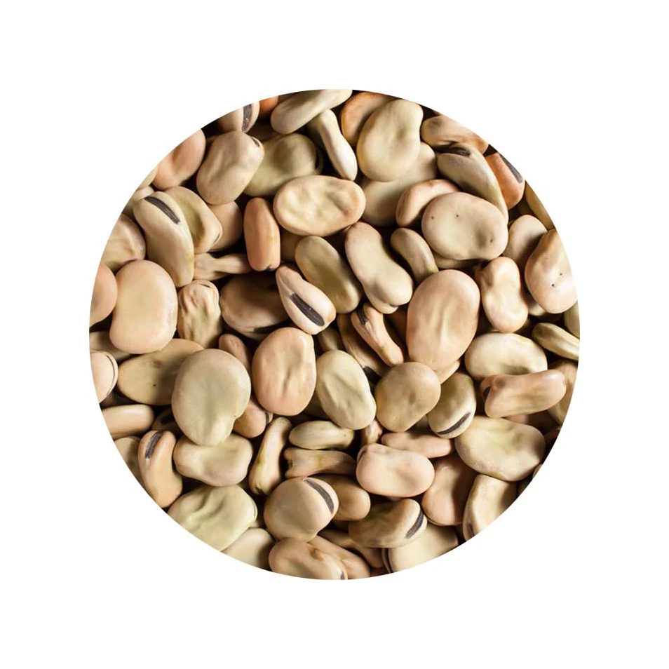 High Quality Broad Bean Fava Bean fava beans