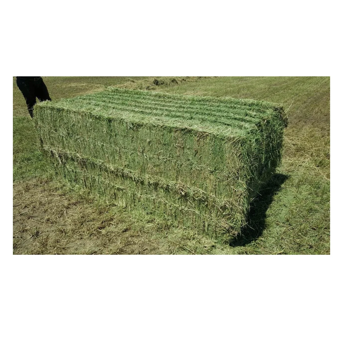 Turkish High Quality Alfalfa Hay Oats Hay For Sale / Best Selling Alfalfa Hay / Alfalfa Hay For Animal feed