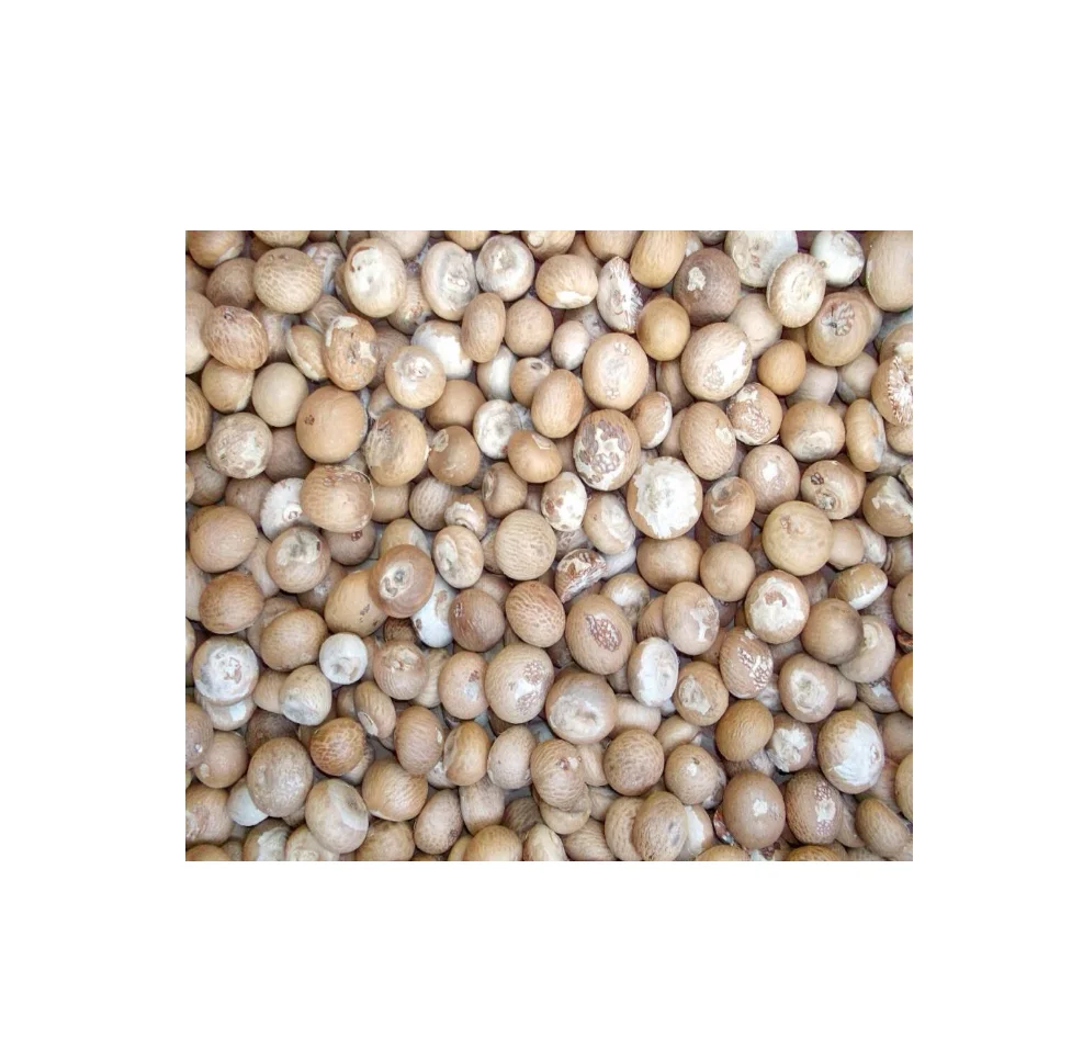 Finest Grade Of Betel Nut Supply Brand Quality Product From Thailand Manufacture Export Large Market