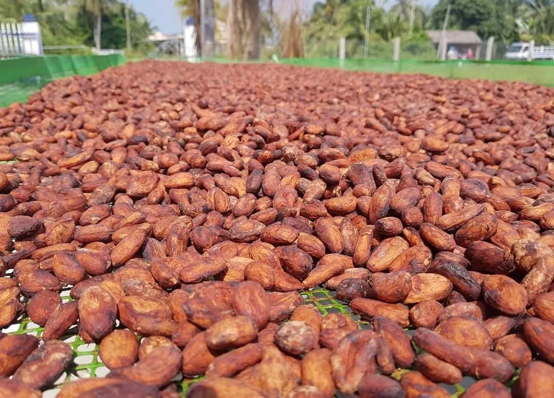 Raw Dried cocoa beans.jpg