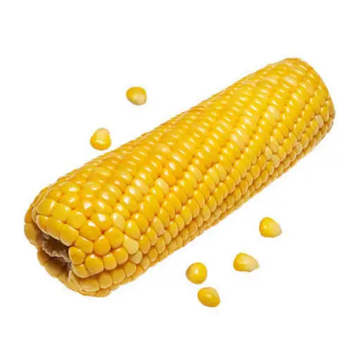 GRADE 1 Non GMO White and Yellow Corn/Maize