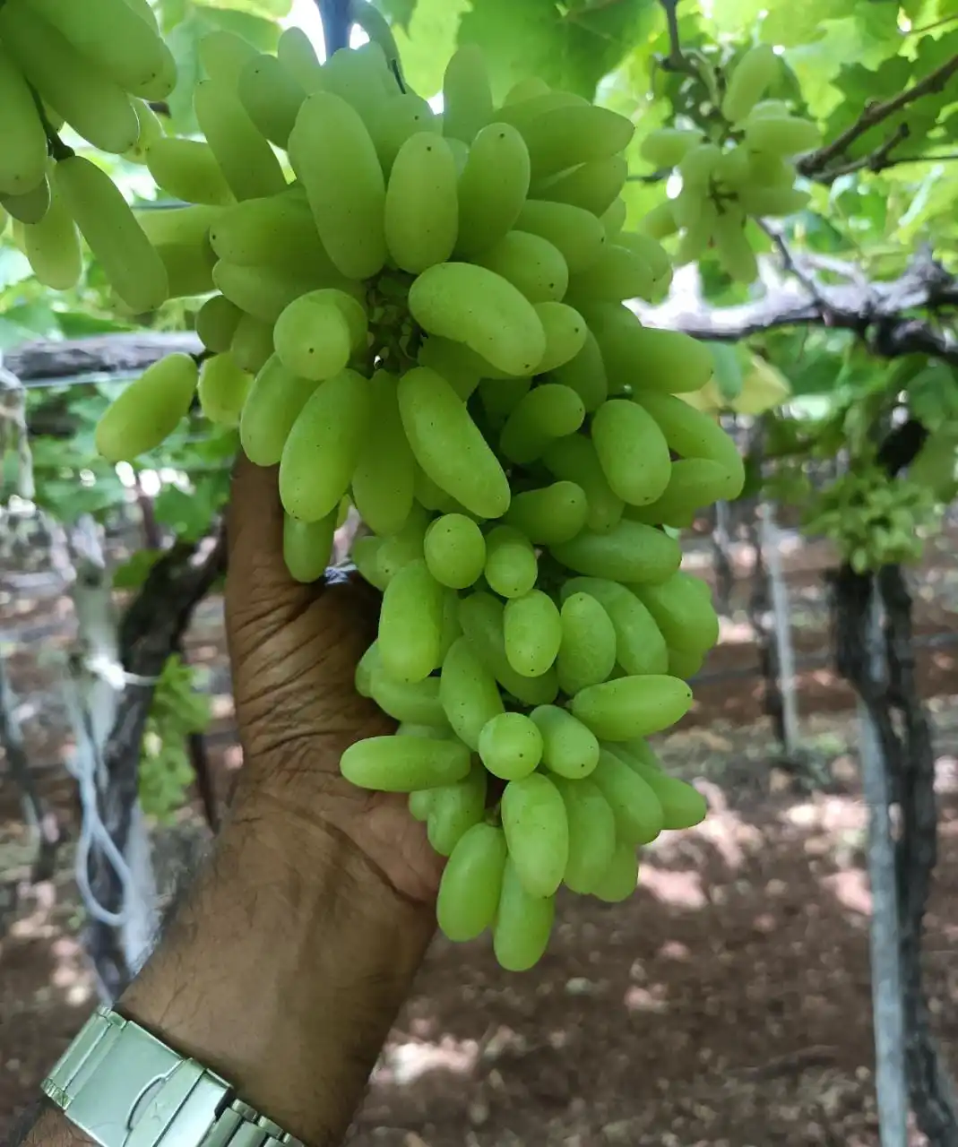 2023 свежий урожай Sonaka, поставщик винограда из Индии по наиболее конкурентоспособным ценам