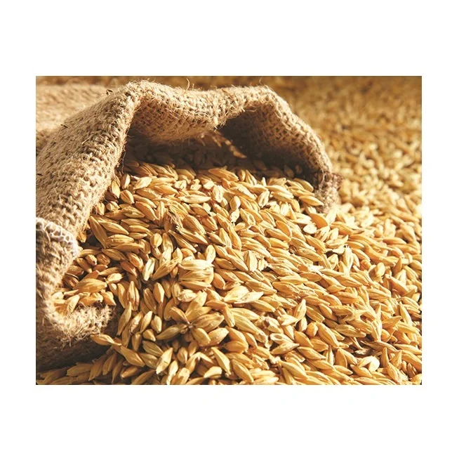 100% Barley Seeds/Animal Feed Barley/bulk Barley Grains at Affordable Price
