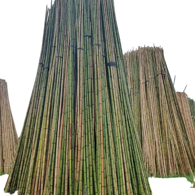 Cane Bamboo Pole for Plant Raw Materials Bamboo Viet FOA Sale Flower Hot Time Garden Support Feature Origin Cutting