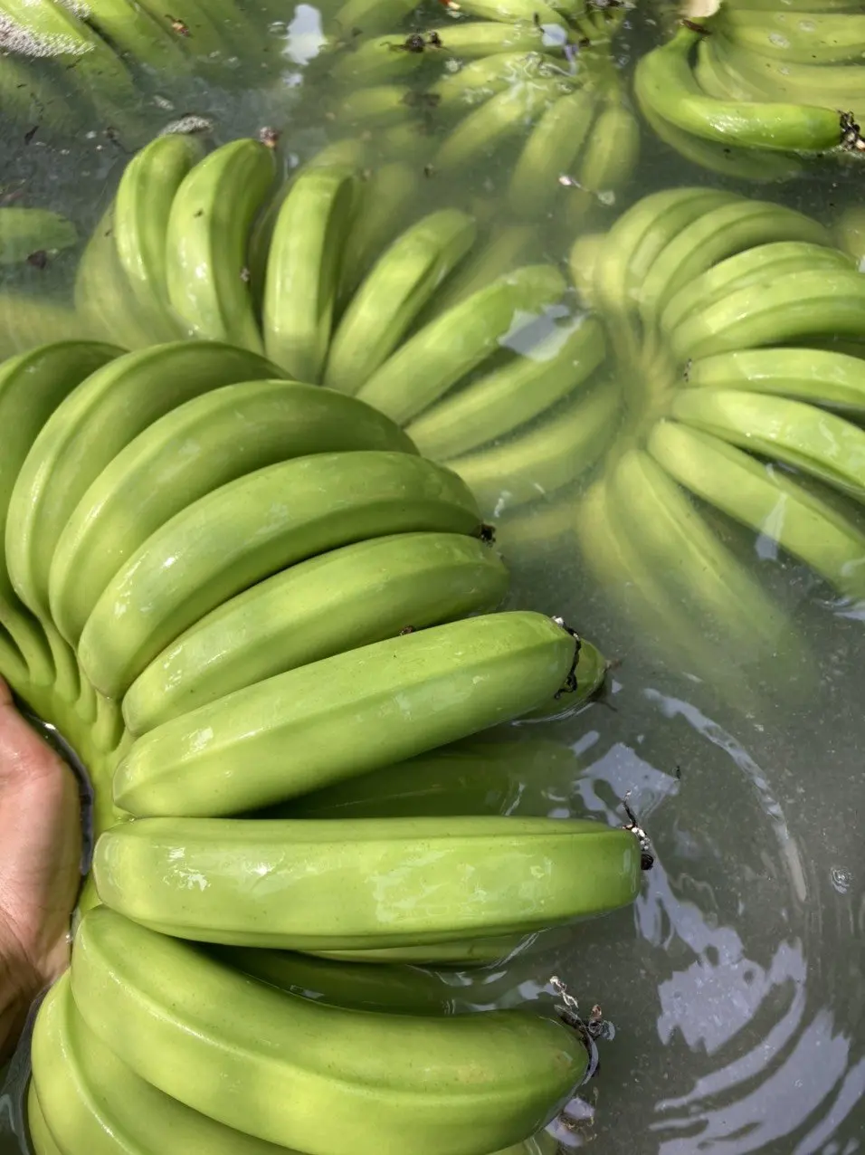 Fresh Cavendish Banana with High Quality from Vietnam Export Standard Common Cultivation