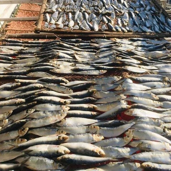 HOT SALE 100% NATURAL DRIED HERRING FISH FOR COOKING- WHOLESALE BEST PRICE DRIED FISH FROM VIETNAM