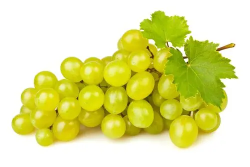 Premium Egyptian Early Sweet Grapes for Export - High-Quality and Delicious Grape Seedless Sweet Grapes for sale Natural Fresh