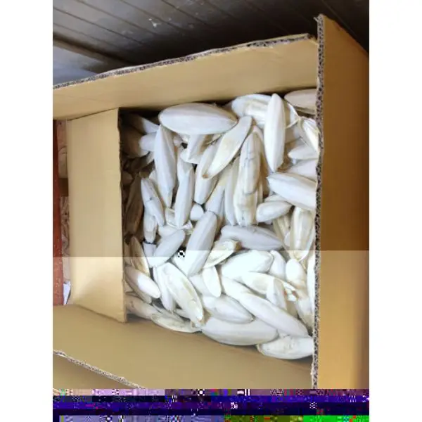 Seafood/Available Cuttlefish Bone/Cuttlebone Reliable Supplier