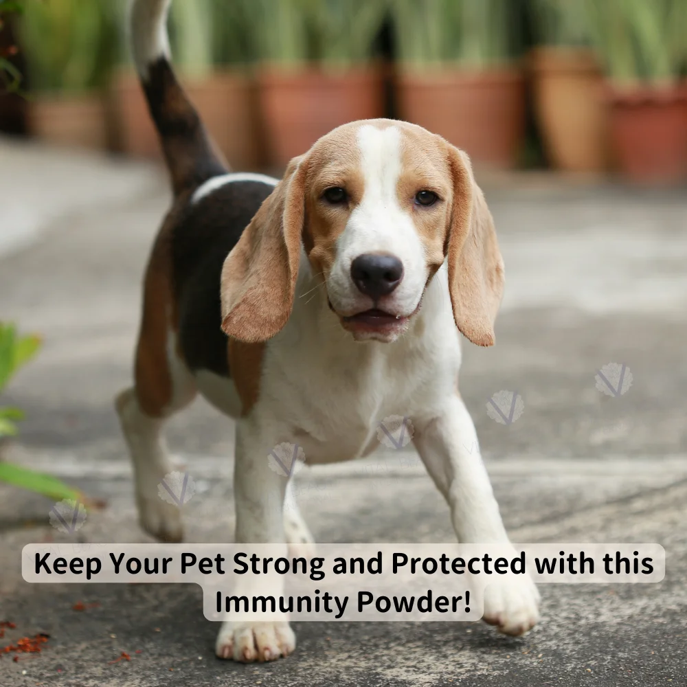 100% Natural Pet Immunity Powder Sachets with Custom Logo Stronger Immune System Booster for Dogs and Cats