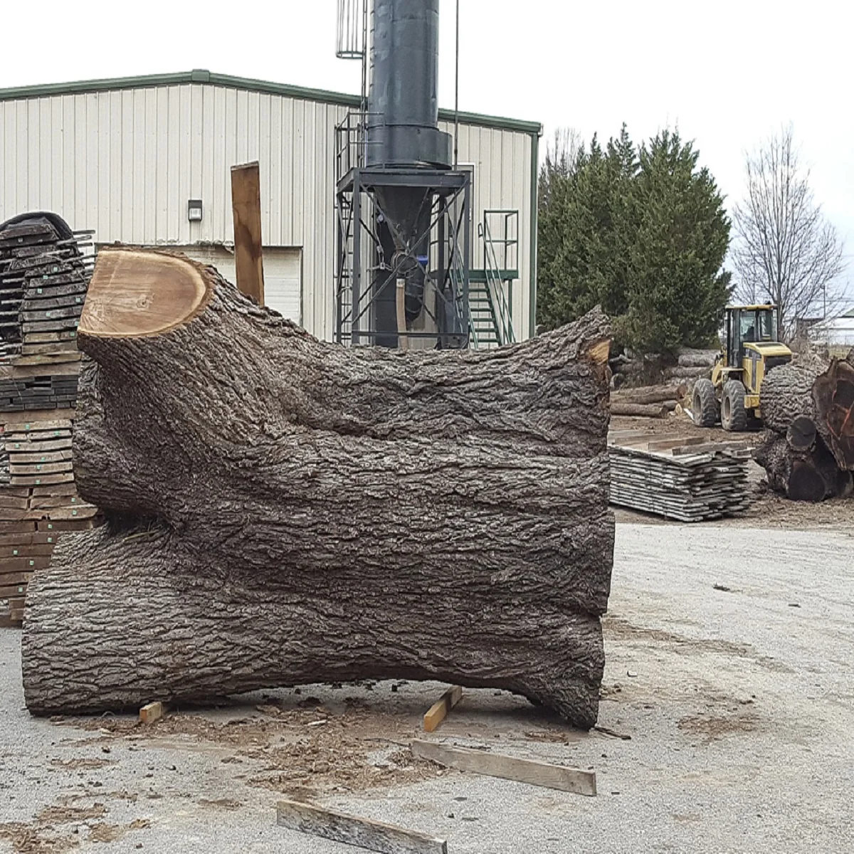 Buy European High Quality walnut Wood Log