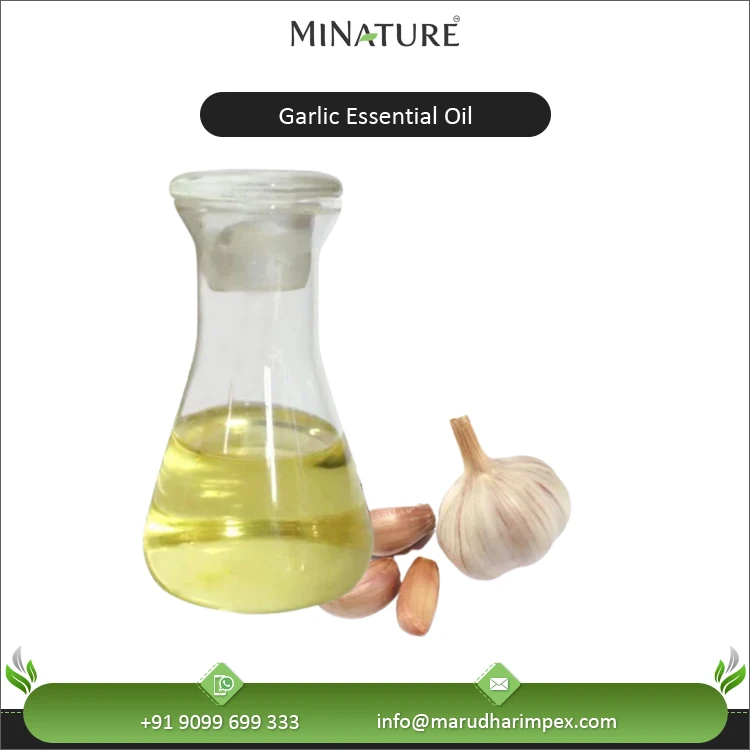 Factory Price Top Notch Quality 100% Natural and Organic Best Bulk Selling Garlic Essential Oil from India