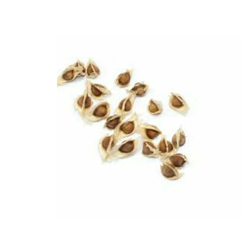 HIGH QUALITY MORINGA SEEDS