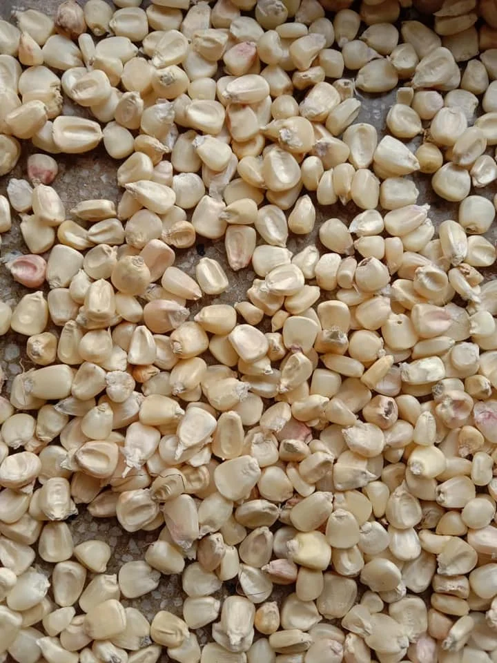 white maize 2.jpg