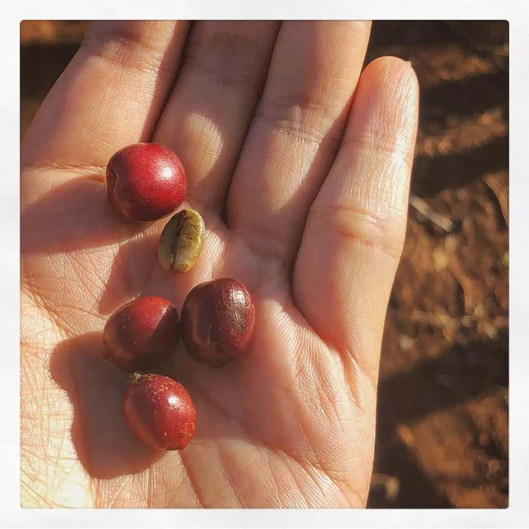 Robusta Green Coffee Beans Vietnamese  Premium Raw Coffee Beans Honey Process with 24  months shelf life