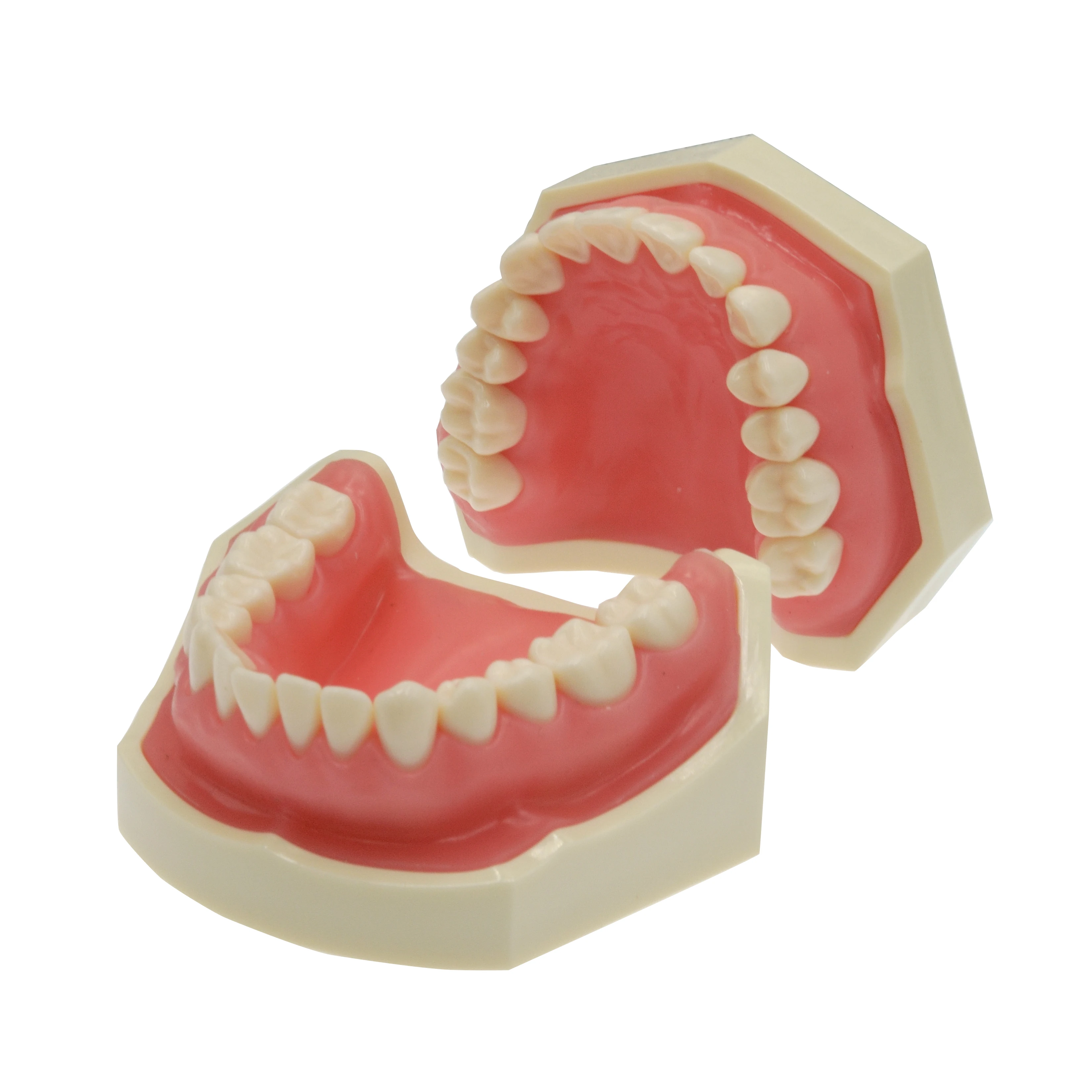 Standard nissin dental model with 32pcs typodont teeth model