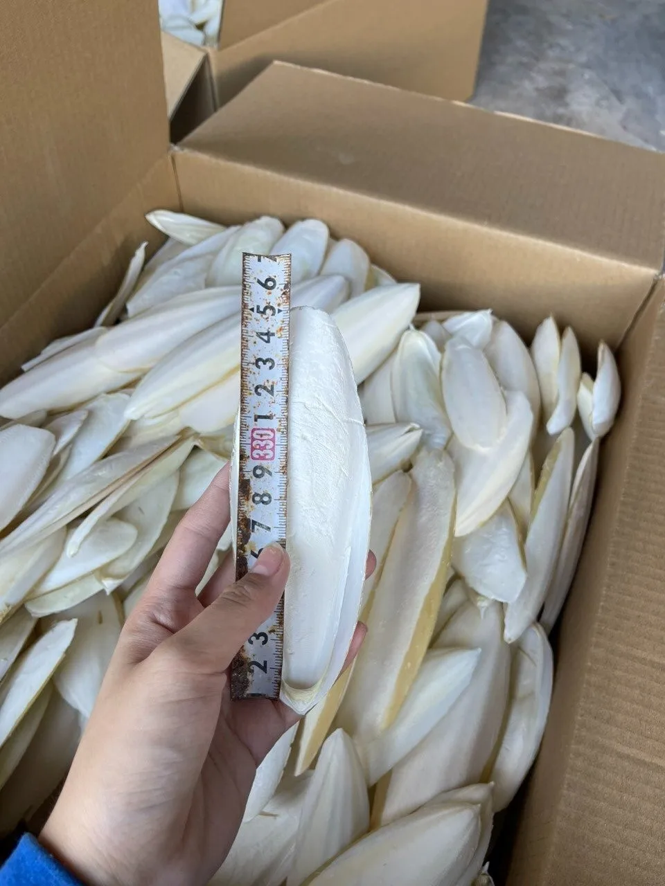 BEST SUPPLY 2024 I Dry Cuttlefish Bone Cuttlebone 100% Natural Cuttlefish Bone I Made in Vietnam
