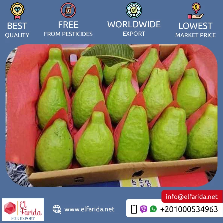 Best Buy Wholesale Quantity Supply Original Delicious Sweet Taste Seedless Fresh Fruit Guava from Egypt Origin Exporter