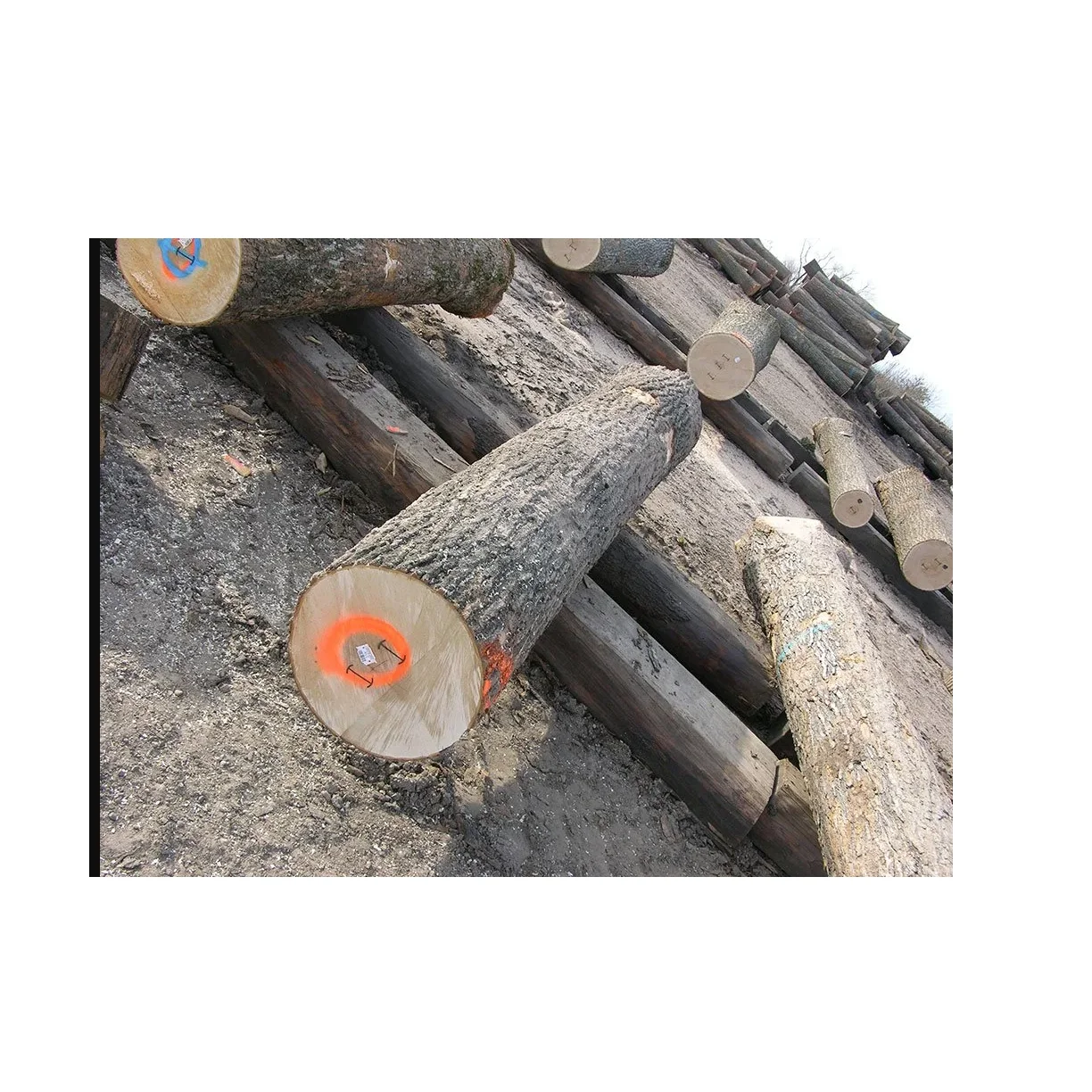 Original Quality Hard Wood Round Logs Wholesale Best Price