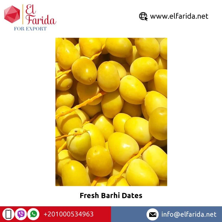 Premium Quality Wholesale 100% Natural Delicious Taste Fresh Fruit Barhi Dates | Egypt Barhi Dates Supplier