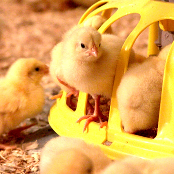 Cheap price New Design Automatic Broiler Farm Modern Poultry Equipment Chicken Farming From Vietnam Manufacturer