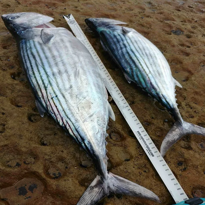 Catch By traw Frozen Fresh Yellowfin Tuna Whole Round