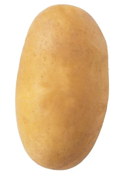 Fresh Potatoes High Nutritional Value of Agricultural Products Organic Crops from Bangladesh Fresh and Healthy Green from BD