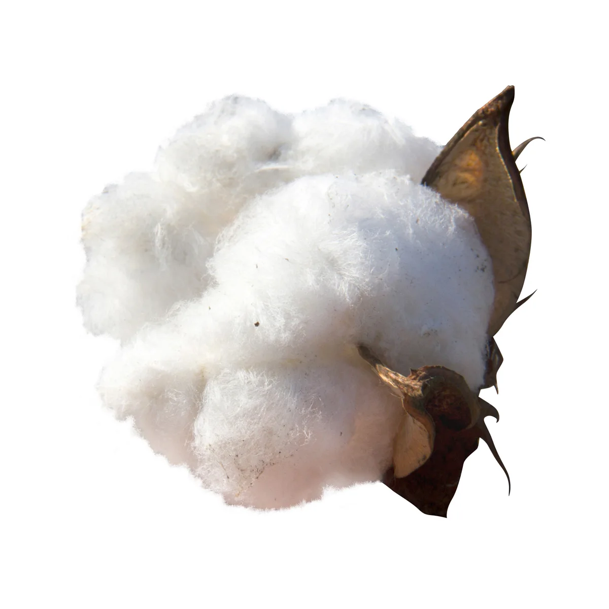 Quality rolled cotton cellulose for sale in bulk product of Uzbekistan cotton pulp for sale