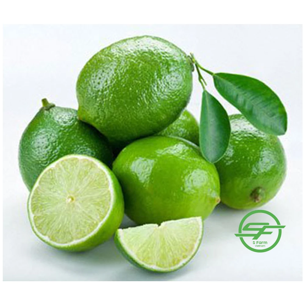 Fresh Lime / Lemon Seedless / lime Seedless for export in bulk