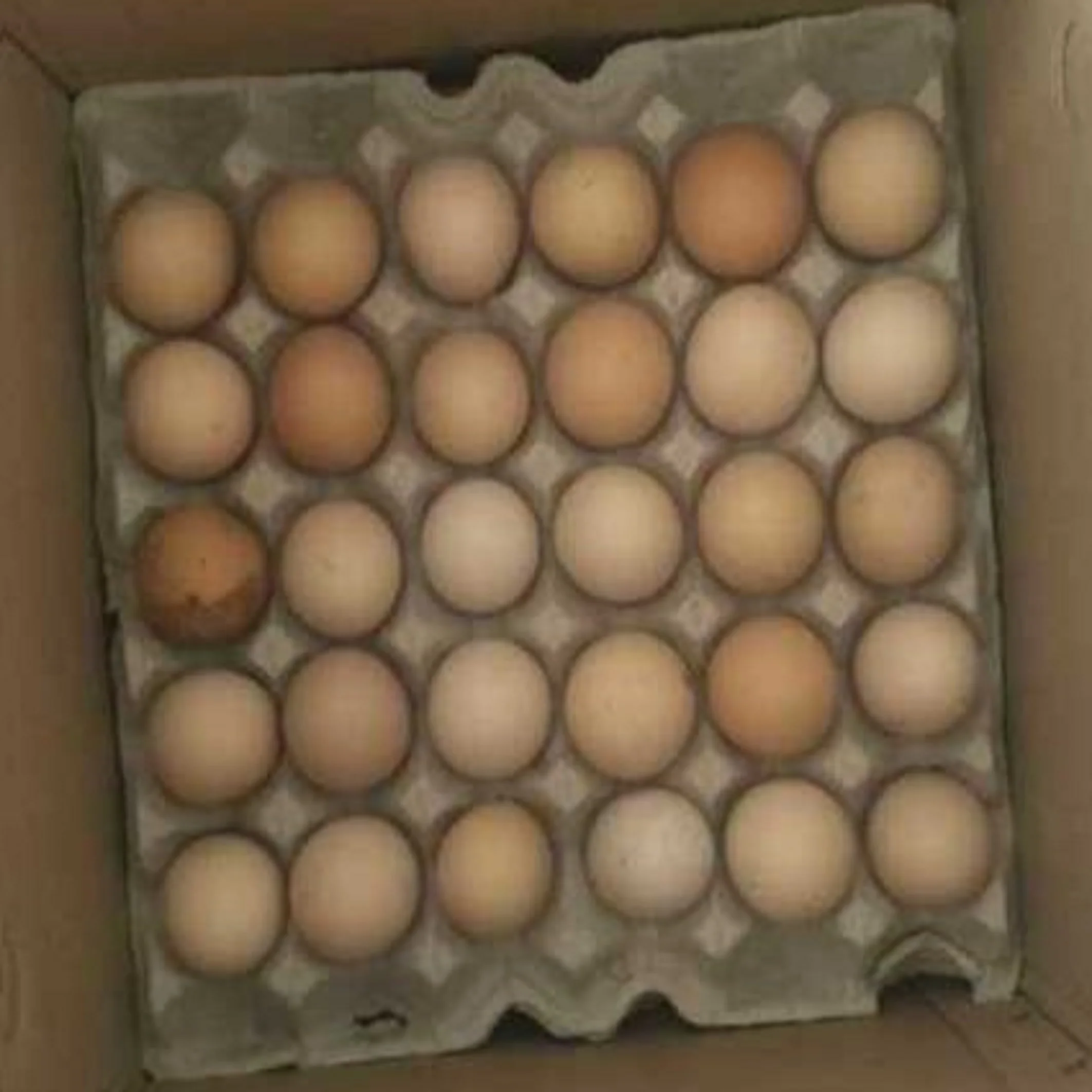 Brown and White Fresh Organic Table Chicken Eggs Small Medium Large at Factory Price