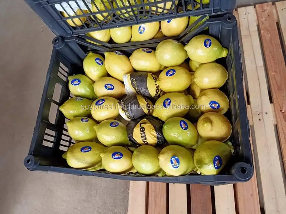 Fresh Mandarin Oranges ready to ship worldwide , Lemon and Valencia oranges from Egypt season 2023