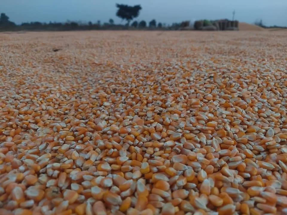 Yellow Corn Non-GMO Fit for Human Consumption and Animal Feed/Origin Thailand yellow corn for poultry feeding