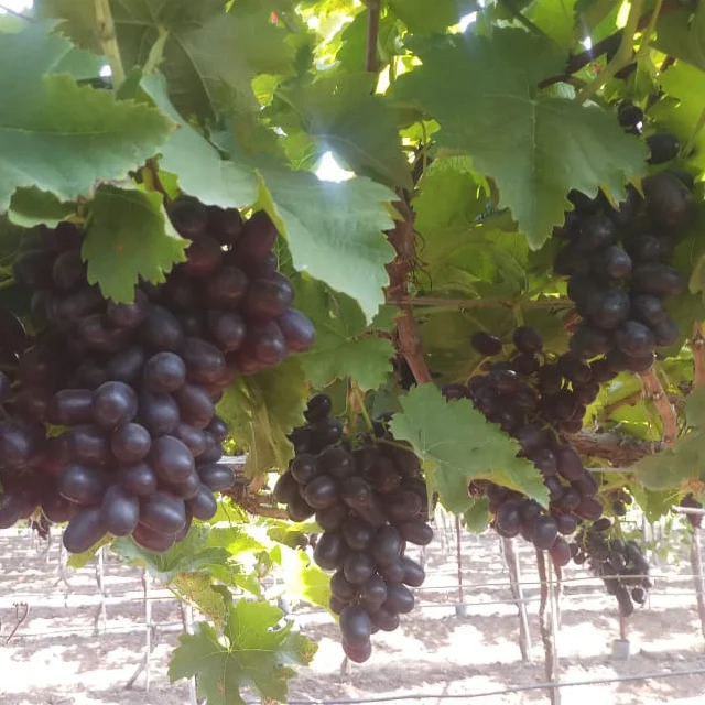 Best Quality Sweet Fresh Grapes Available at Wholesale Price from India